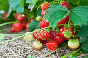 Как защитить ягоды садовой земляники?