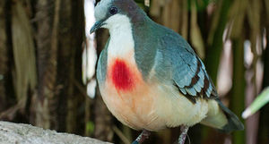 Загадка эволюции: для чего природа наградила голубей «кровавыми пятнами»