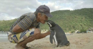Пингвин каждый год проплывает более 8 тысяч километров, чтобы встретиться со своим спасителем.