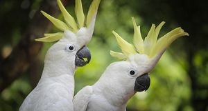 Почему попугаи могут говорить