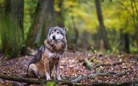 Пришедший из леса в больничный городок матерый волк, сел на прогулочной дорожке и понуро опустив голову чего то ждал.