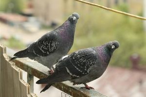 Как навсегда отпугнуть голубей от своего балкона?