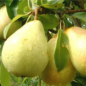 5 способов заставить грушу плодоносить быстрее