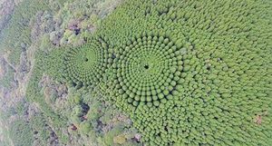 Для чего в Японии посадили лес в форме кругов