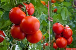 7 суперсекретов высокого урожая помидоров