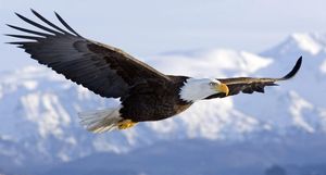 Белоголовый орлан: как американцы едва не истребили птицу-символ своей страны