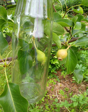 Как вырастить грушу в бутылке?