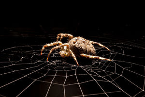 Найден новый способ лечения боязни пауков и других фобий
