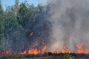 WWF: из-за лесных пожаров Россия может остаться без промыслового леса через 10 лет