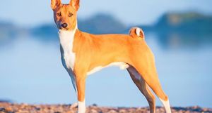 Басенджи — единственные собаки, которые не умеют лаять