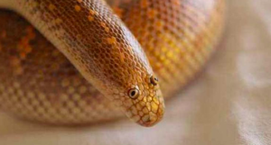 Змея, которая выглядит настолько странно, что ее называют самым нелепым животным