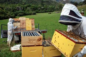 Жизненно важное ж-ж-ж: интересные факты о пользе и важности пчел