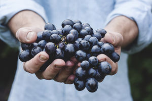 Кому лучше отказаться от винограда и вишни — омоложение может дорого обойтись