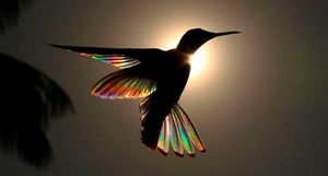9 фантастических фото колибри с сияющими радужными крыльями