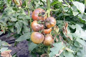 Спасаем томат. Как защитить растения от фитофтороза