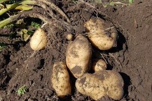 Как понять, что пора копать картофель?