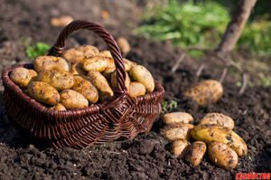 Простые секреты выдающегося урожая картошки