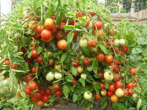 Что сейчас нужно томату (конец августа – сентябрь)