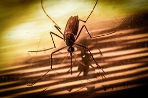«Известия»: на юге РФ появились комары-переносчики опасных тропических заболеваний