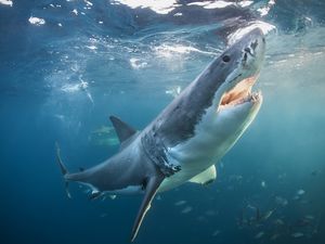 5 мифов об акулах