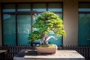 Искусство бонсай: как приручить дерево