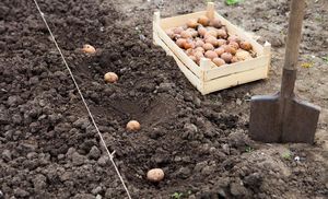 Стоит ли сажать картошку на второй урожай: «за» и «против»