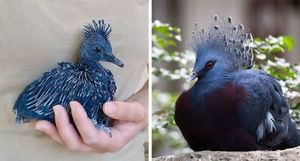 Веероносный венценосный голубь — одна из самых красивых птиц в мире