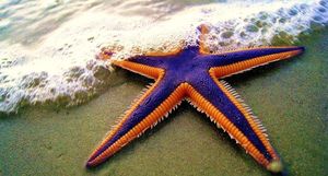 7 фактов, доказывающих, что морские звезды — это поистине жуткие морские чудовища