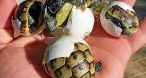 Черепахи оказались умнее, чем считалось — они сами могут влиять на свой будущий пол