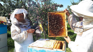 «Все рабочие пчёлы погибли ещё в июне»: из-за производства рапса для Европы в России начались проблемы с мёдом