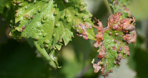 Болезни винограда – фото и чем лечить милдью, бактериальный рак, мраморность листьев, хлороз, антракоз, некроз побегов и другие заболевания