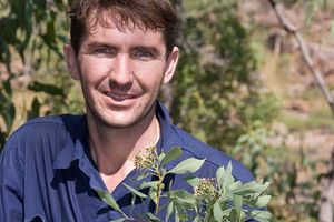 Австралийскому кустарнику, известному как собачьи яйца, наконец-то дадут научное название