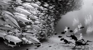 Царство тишины: фотограф более 30 лет документирует подводный мир