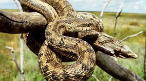 Узорчатый полоз - кубанская гремучая змея
