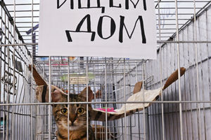 В России решили запретить умерщвление бездомных животных