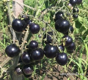 Черные, как уголь, зебры и пушистые, словно персики: амурчанка выращивает экзотические помидоры