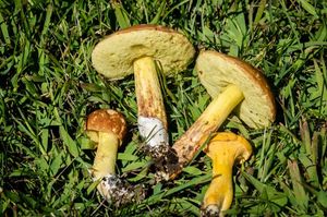 Шампиньоны с грядки. Как вырастить на даче грибы?
