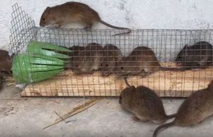 Борьба с грызунами: как сделать простую, но очень эффективную ловушку для крыс