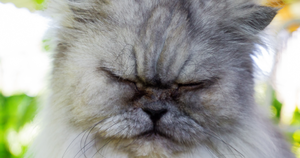 7 признаков недовольства кошки: как реагировать (и надо ли?)