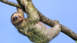 Вся правда о ленивцах: почему им никогда не хочется побегать