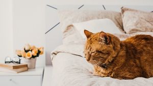 4 кошки в съемном жилье — такое возможно? Теория и личный опыт
