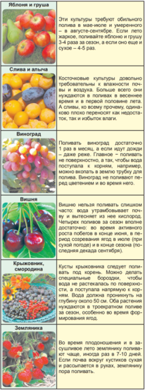 Поливать ли растения, когда созревают ягоды