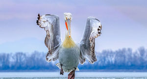 Великолепные снимки, победившие на конкурсе «Птичий фотограф года»