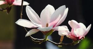 Цветок магнолия - описание, выращивание, размножение черенками