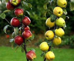 Семейная многосортовая яблоня
