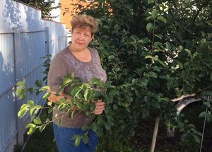 12 сортов яблонь на одном дереве привито в саду Ольги Куц из Подмосковья