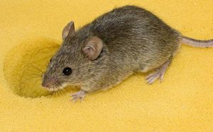 Какого запаха боятся мыши в доме?