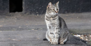 Правительство обяжет открыть подвалы домов для кошек