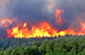 «Китайские поджигатели». Почему горят леса в Сибири