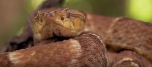 Кайсака ядовитая змея, которая проживает рядом с человеком и несёт для него большую опасность